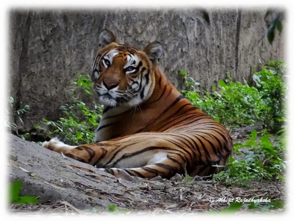Travelz Unlimited: Rajiv Gandhi Zoological Park, Pune