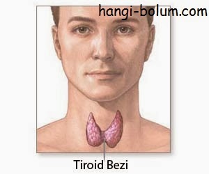 onceki koloni kombinasyon tiroid bezi tedavisi icin hangi bolume gidilir bilsanatolye com