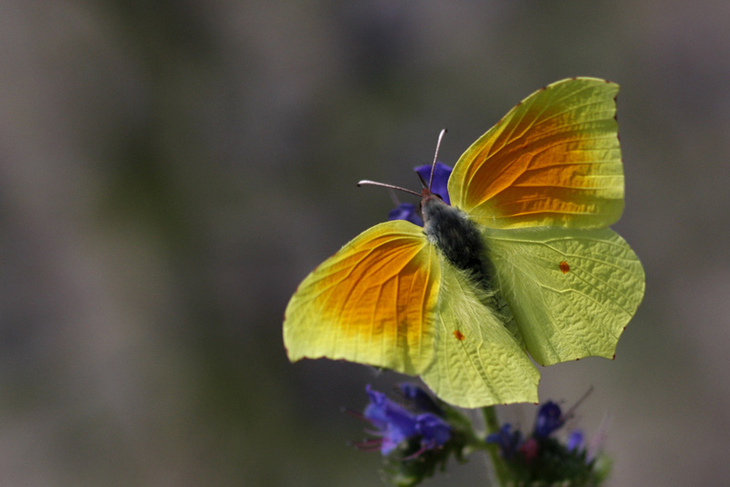 Papillonade  Gonepteryx+cleopatra+%282