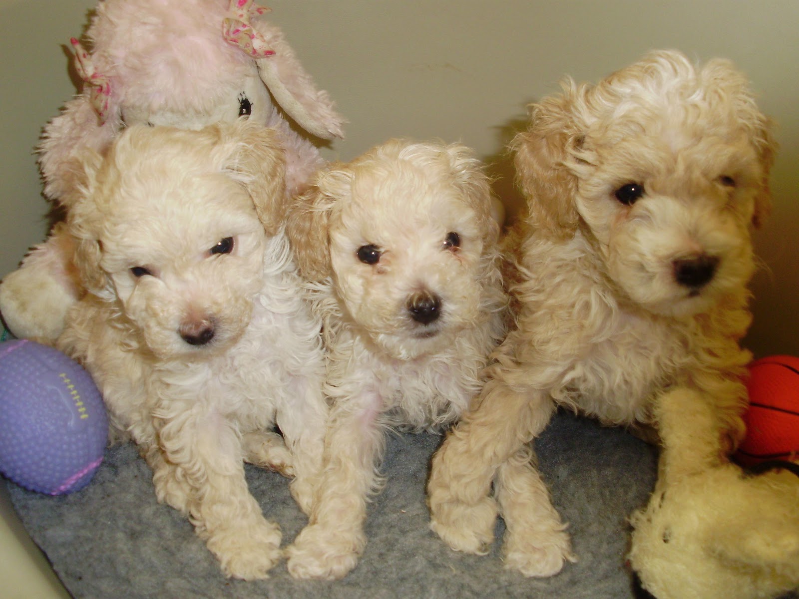 Cute Puppy Dogs: Poodle Puppies