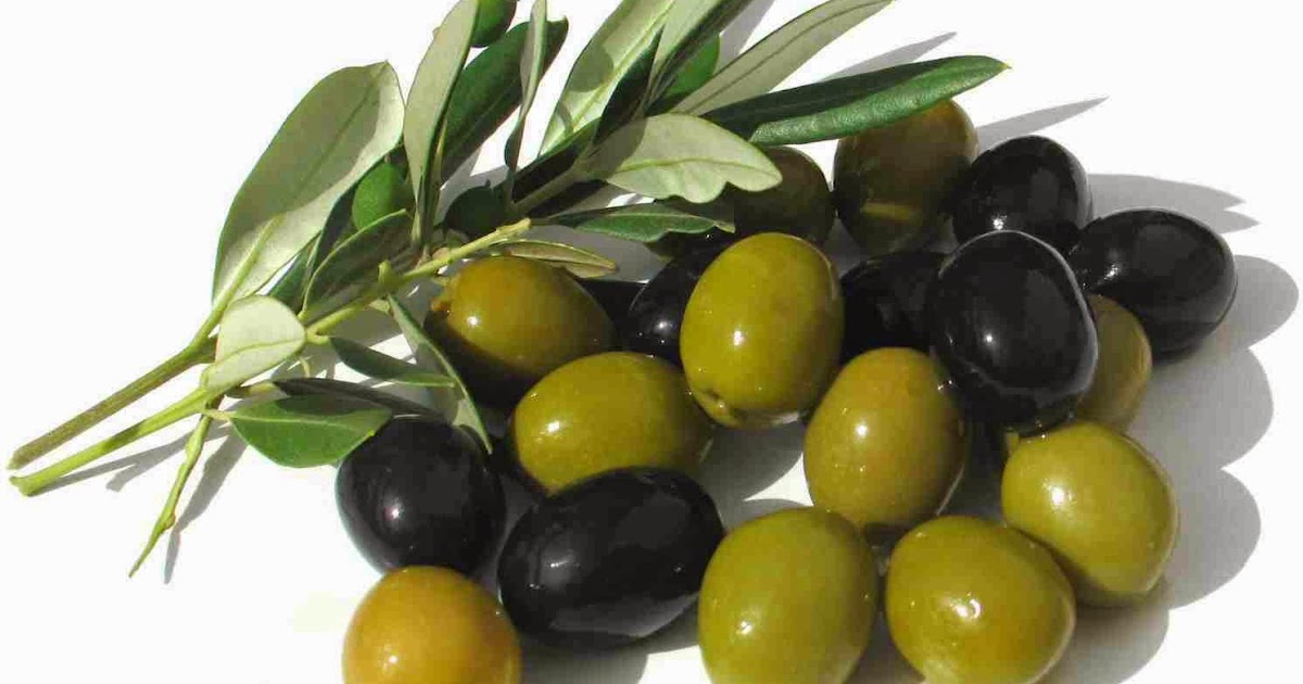 زراعة وإنتاج الزيتون المرجع الزراعى