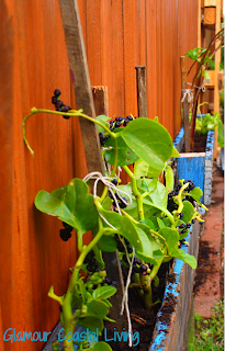 Vertical herb garden & planter box | Glamour Coastal Living