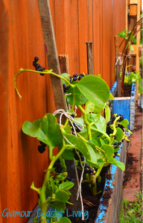 Vertical herb garden & planter box | Glamour Coastal Living