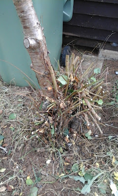 bush growing around trunk