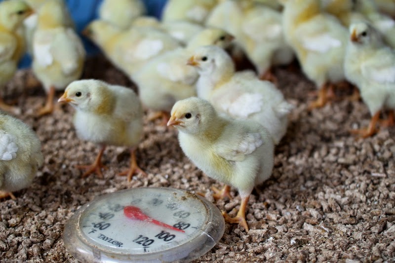 baby broiler chicks at Litengård farm