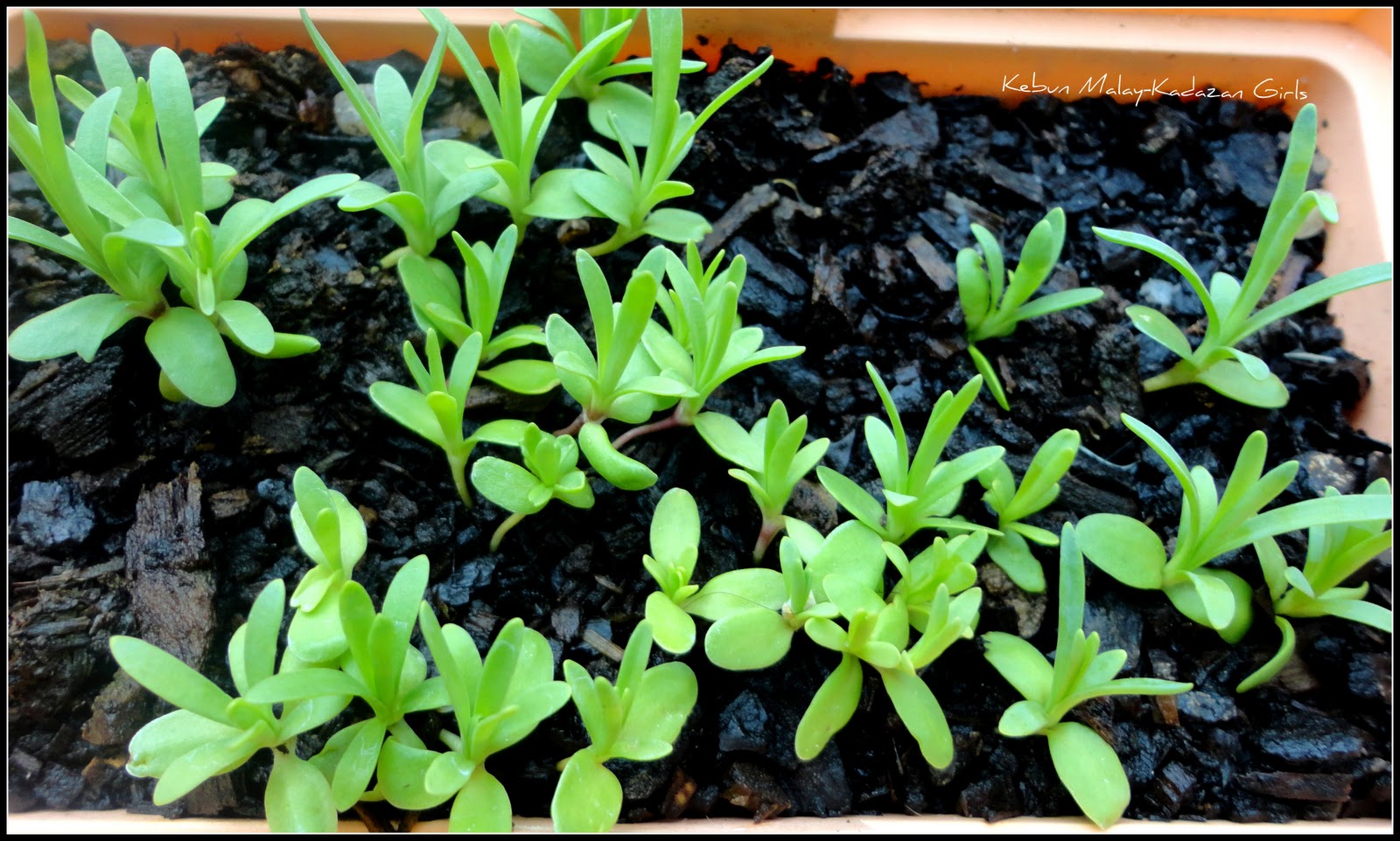 Kebun MalayKadazan girls Carnation Chabaud LifeCycle
