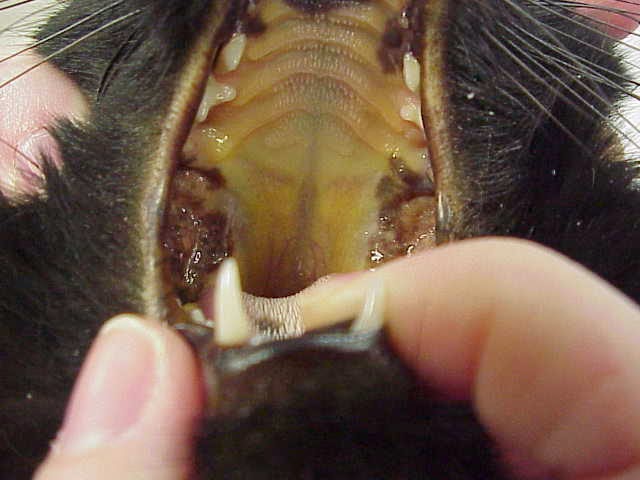 Hepatic Lipidosis Fatty Liver Syndrome In Our Feline Friends Criticalcaredvm