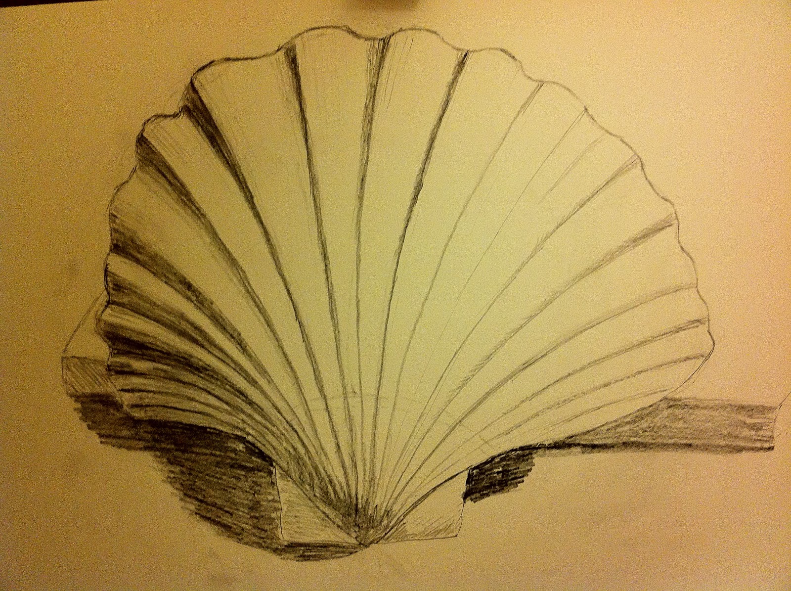 Top How To Draw A Clam Shell of the decade Don t miss out 