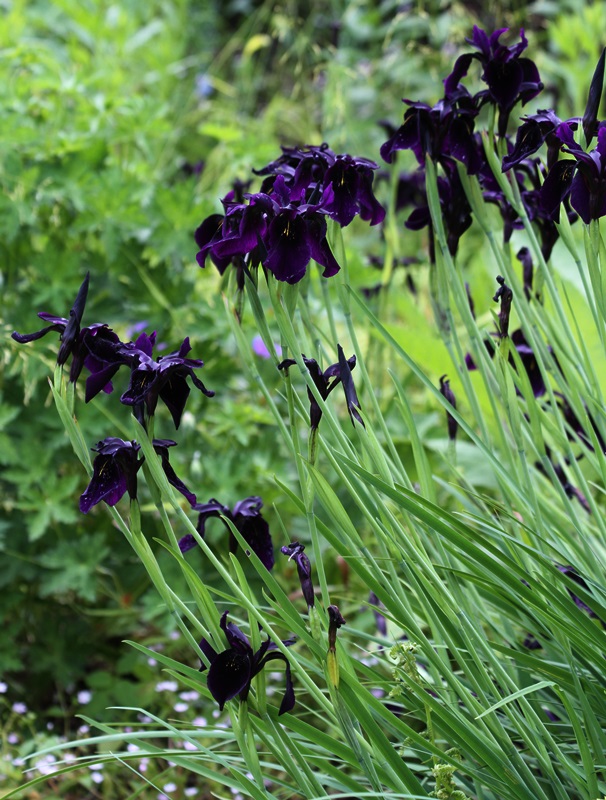 Aus einem Garten im Fließtal Le Jardin de Berchigranges