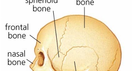 How Many Bones is the Human Skull Made of?