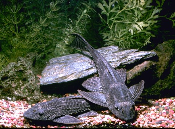 Pleco Care