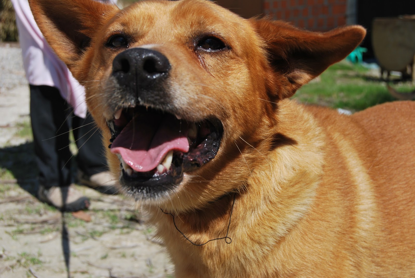 Hunde aus ZentralPortugal adoptieren Dingo