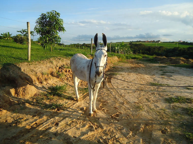 JUMENTO MAIORAL