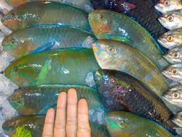 Stock Ikan Bakar Mentah Singaraja Berbagai Jenis Ikan