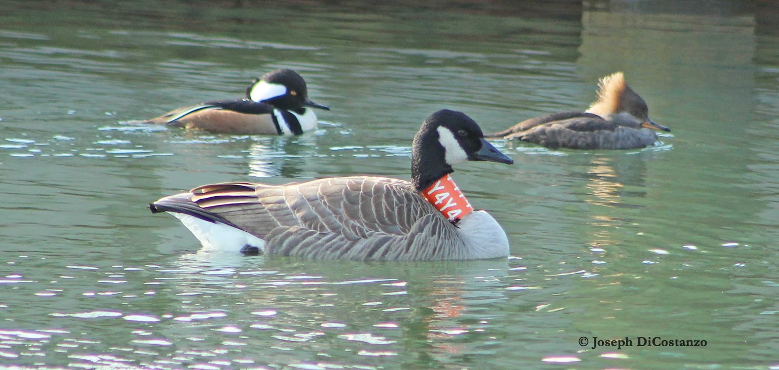 yellow neck collar canada goose, Canada Goose kids outlet authentic