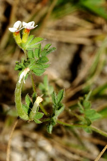 Serradela, Ornithopus ssp Serradela, Ornithopus ssp