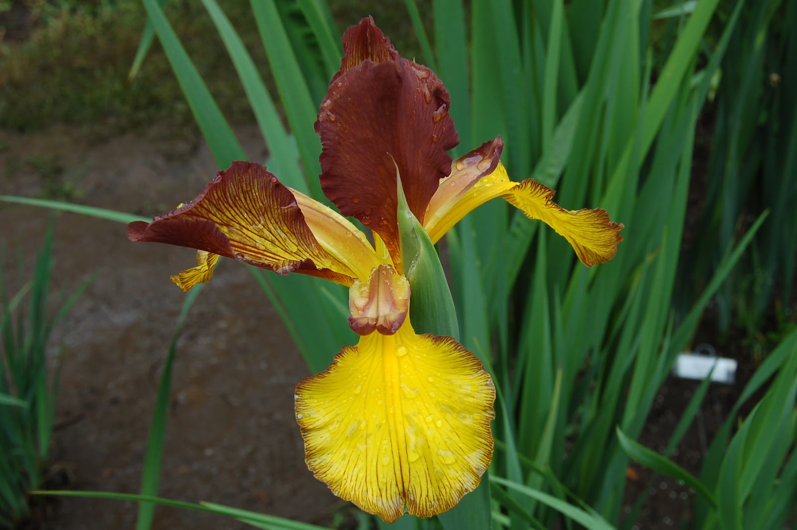 World of Irises: 2012 Eric Nies Medal Winner 'Solar Fusion'