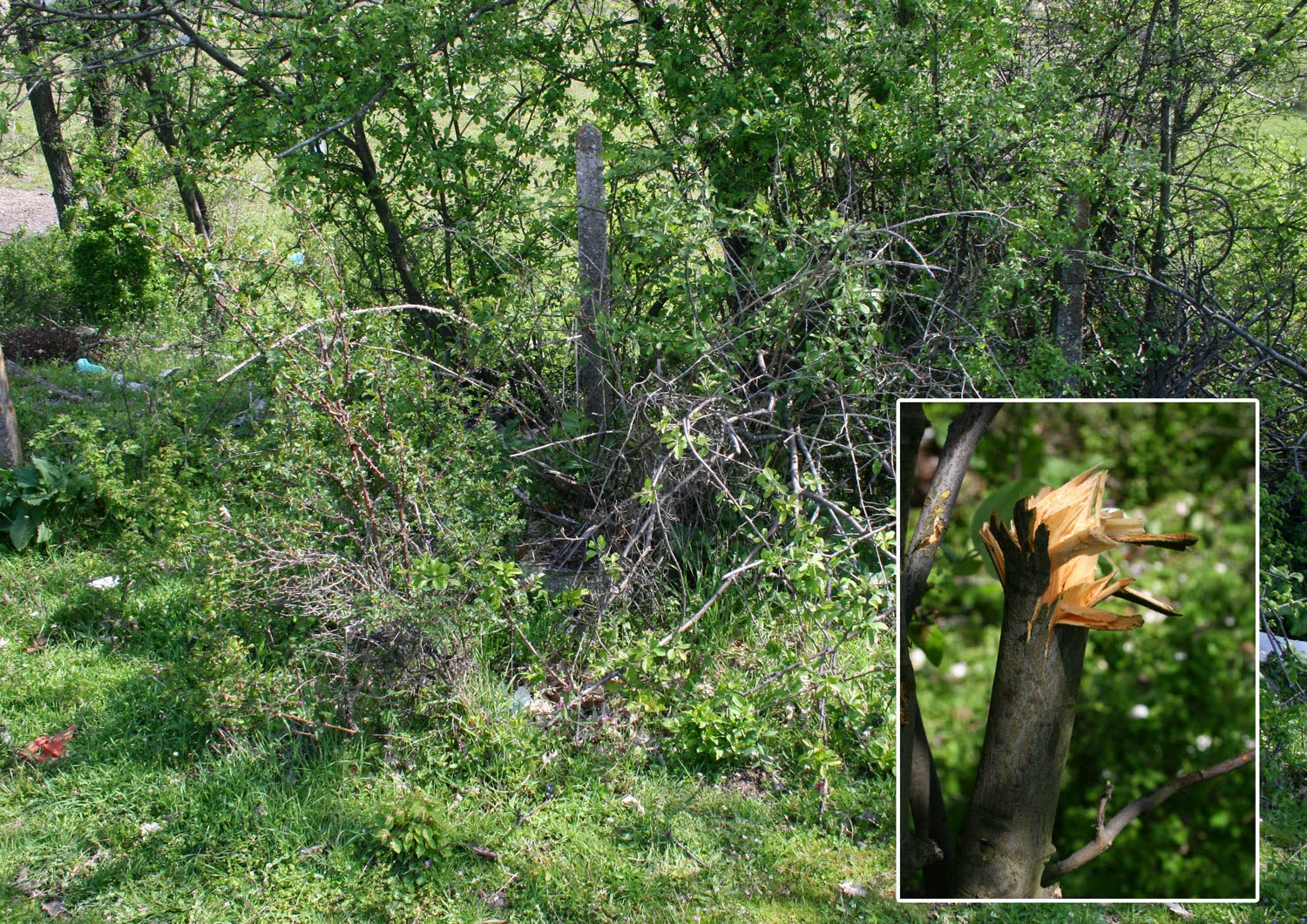 The tangle I had to clear, and my lacking axe skills The tangle I had to clear, and my lacking axe skills