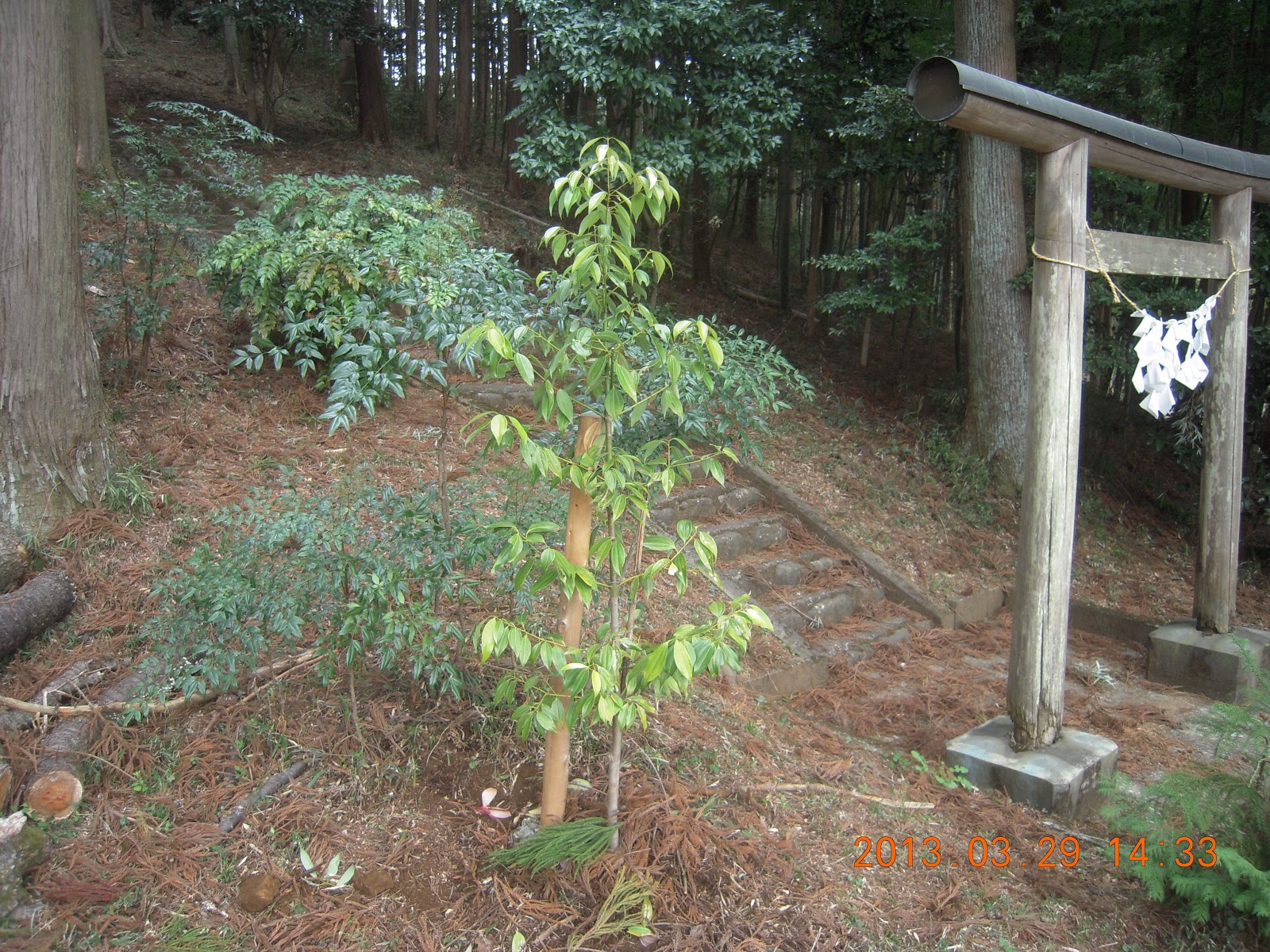 古武士田舎暮らし ニッキの木植樹