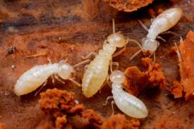 PENGENALAN SPESIMEN SERANGGA HAMA ORDO ODONATA, DERMAPTERA, ISOPTERA