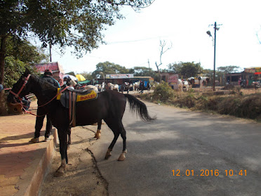 "Horses" and "Horse riding" at Tableland in Panchgani.