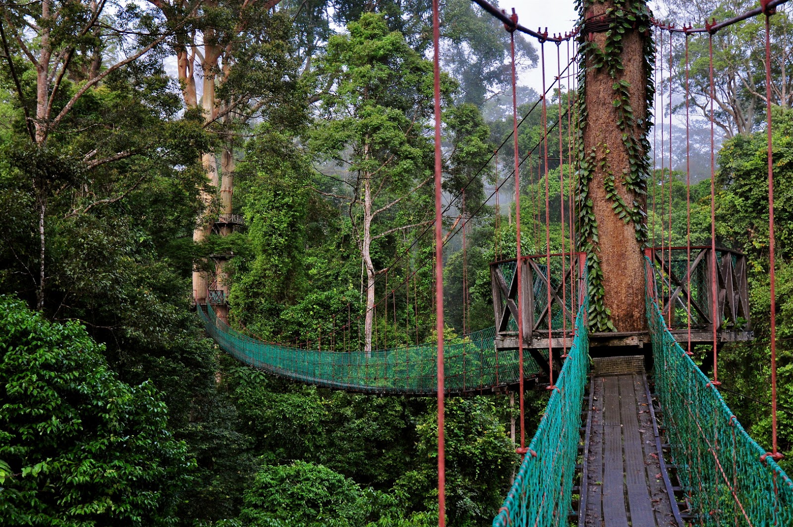 canopy walk malaysia