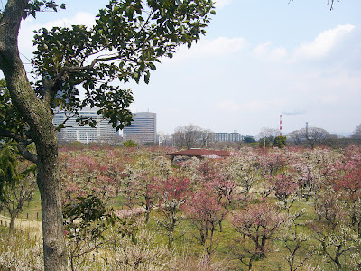 大阪城公園梅林