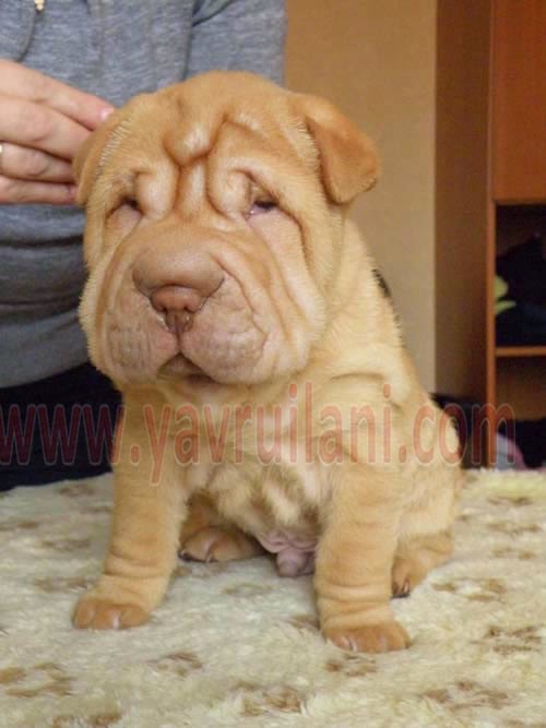 şarpi köpek