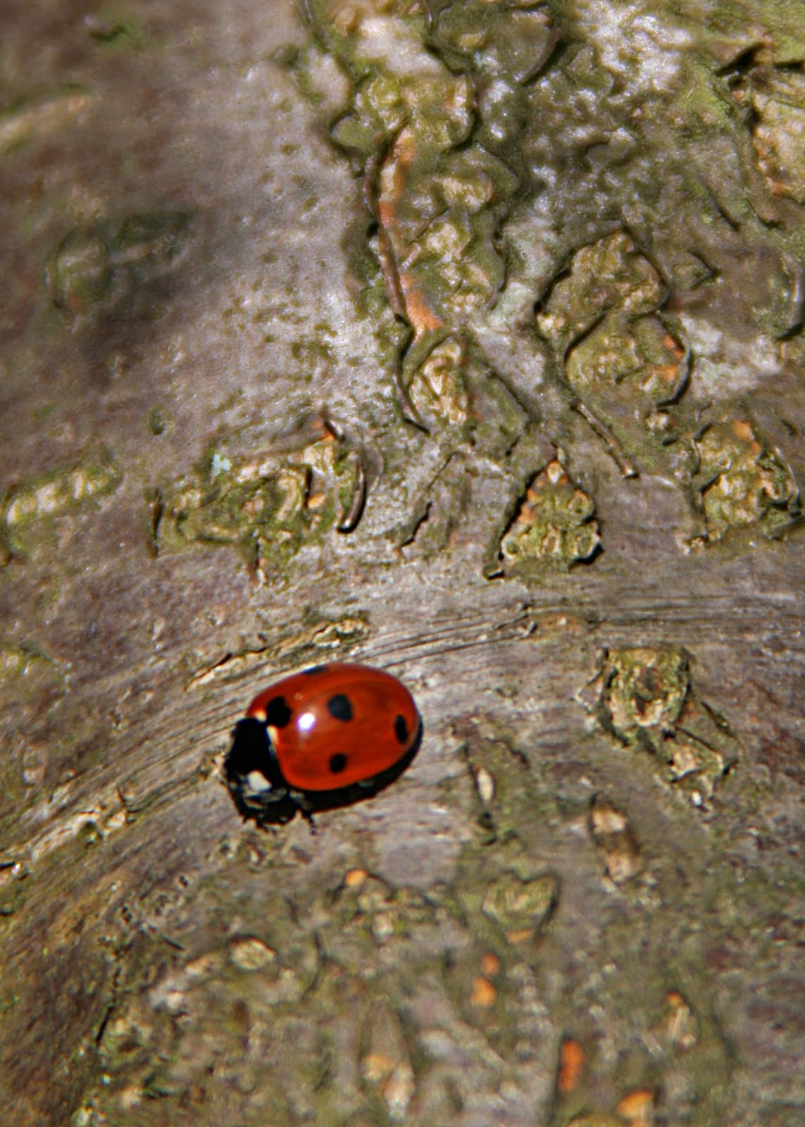 Ladybug Pee