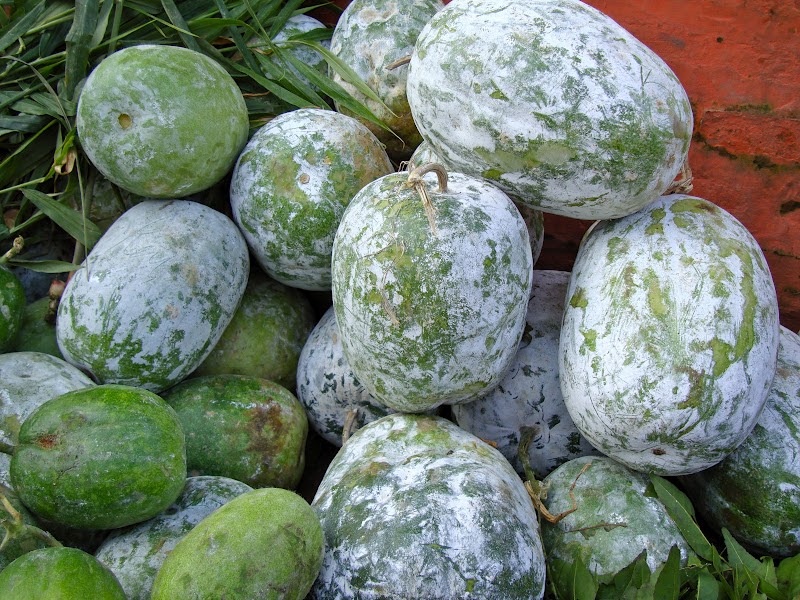 Taste of Nepal Kubhindo Ash Gourd (कुभिन्डो)