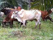 Lembu Cross