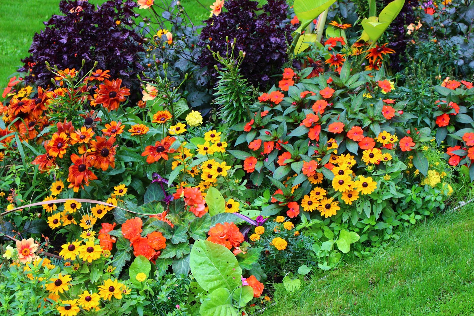 Plantes