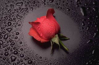 Rosas rojas - Imágenes - rosa y gotas