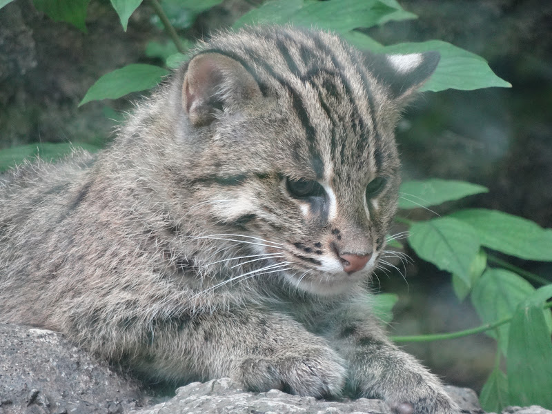 Love, Joy and Peas Fishing Cat Kitten Photos