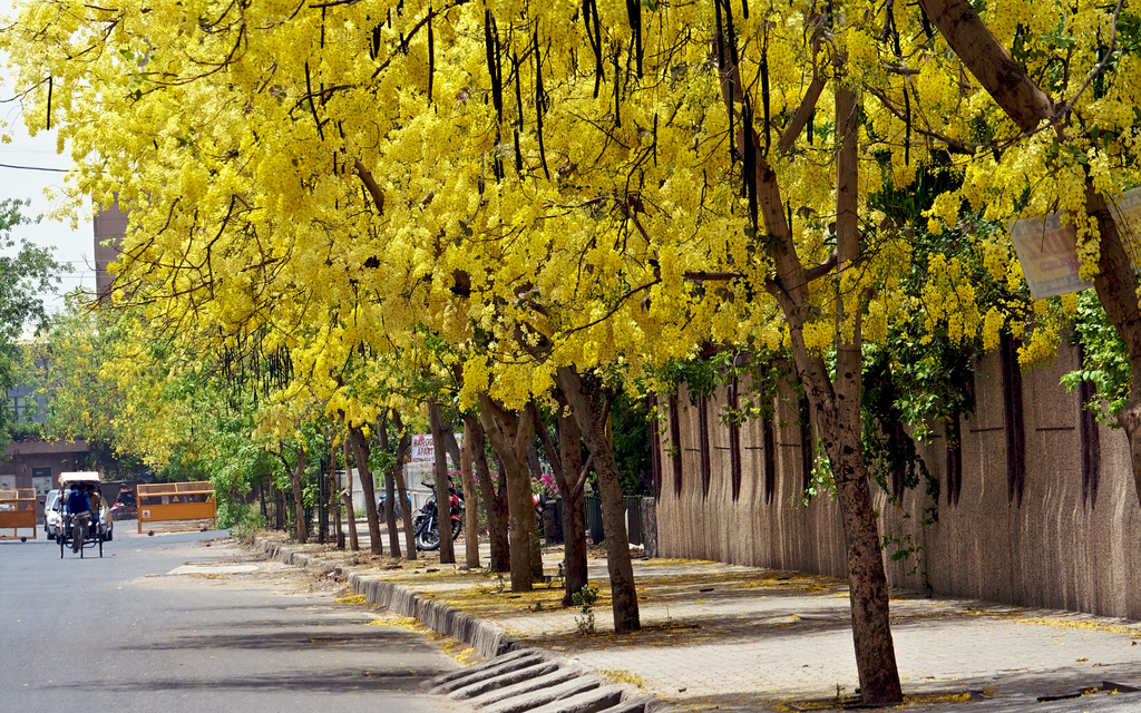 Happiness all around us. FLOWERING TREES IN INDIA