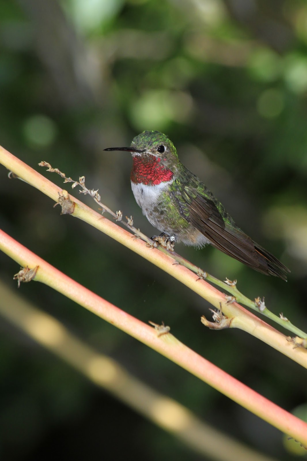broad tailed hummingbird