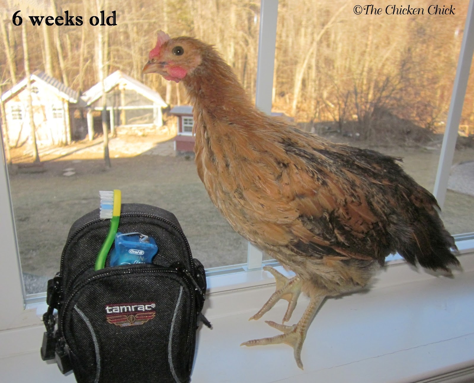 When to Move Chicks from Brooder to Chicken Coop The Chicken Chick®