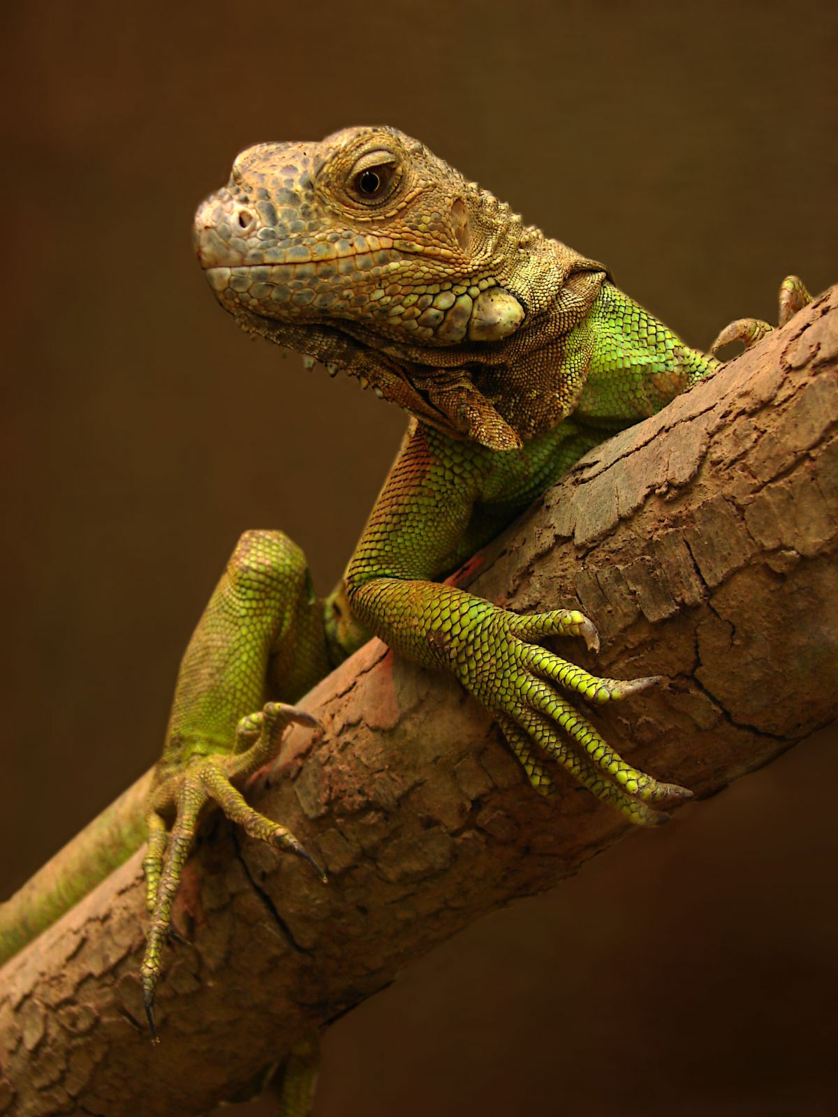 iguana afrika