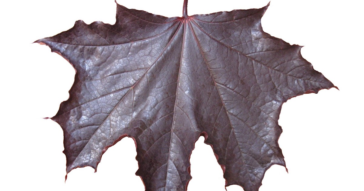 The World´s Tree Species Crimson king maple leaf