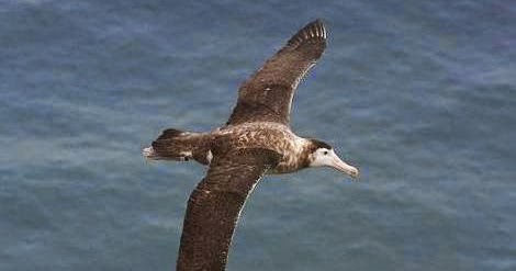  Wish List : Animals...