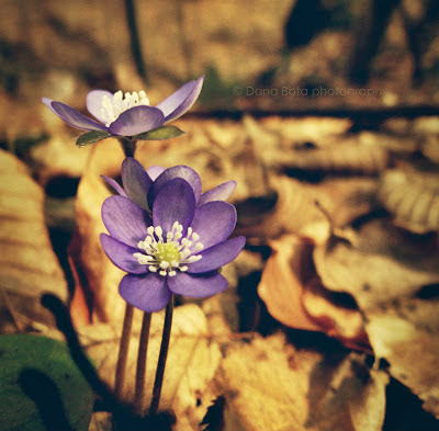 bold spring violets