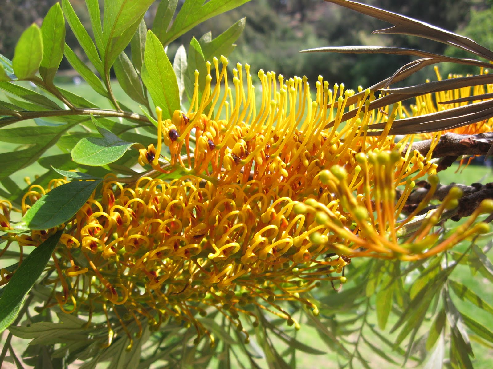 sb Grevillea robusta