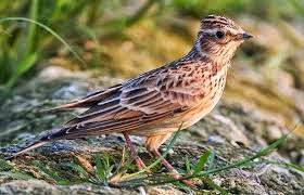 Cara Beternak Burung Branjangan