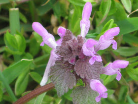 Le Blog De Michele Petales Et Couleurs