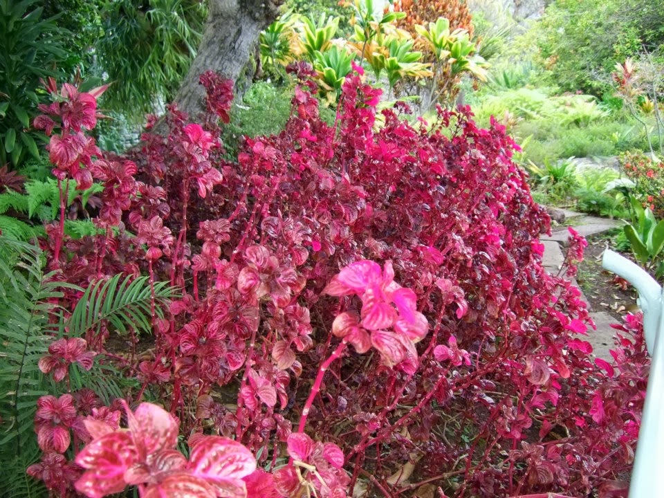 Alternative Eden Exotic Garden Madeira Series Reid's Palace Hotel