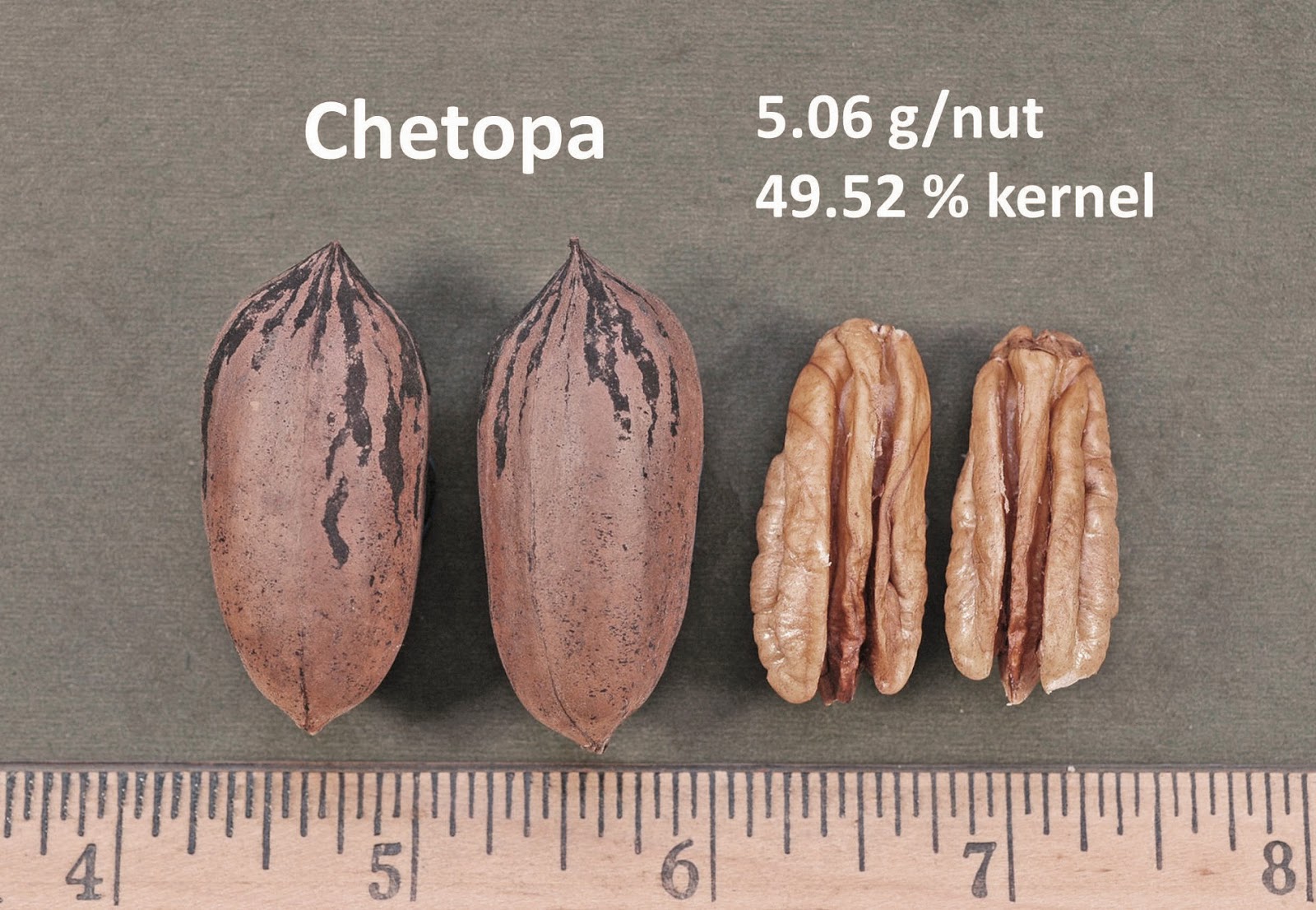 Northern Pecans Pecan Cultivars