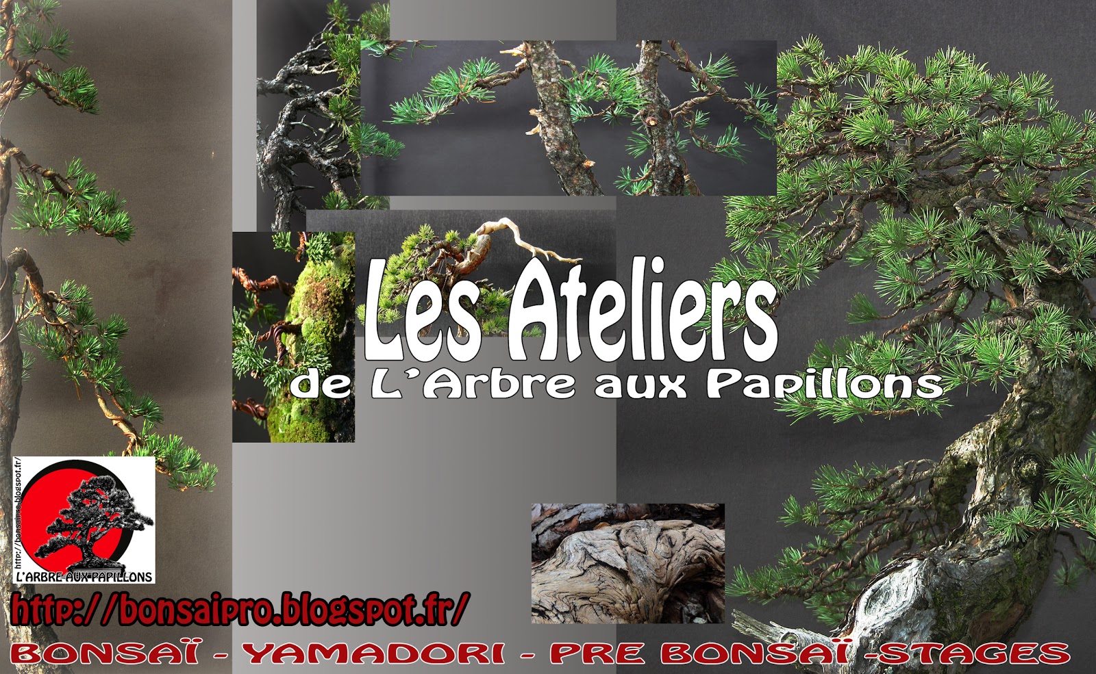 Profession BONSAÏ Les Ateliers de l'Arbre aux Papillons