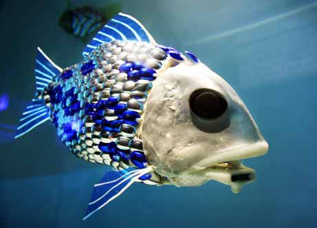 fish information blog interesting facts and diversity of fish pictures of fish 461x332