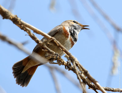 Варакушка (Luscinia svecica)