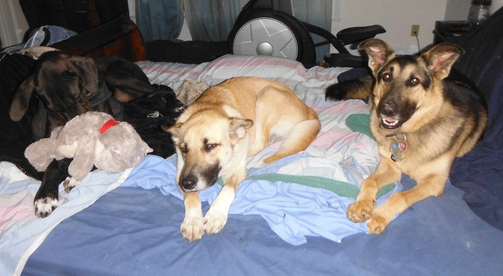 Ruff Living (VA Dog Rescue) Sleeping arrangements